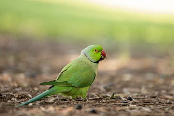 green parrot hopping around on the ground picking up some seeds