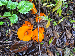 The common orange cup fungus or orange-red cup fungus (Aleuria aurantia) is a sac fungus from the fire cushion family.
The common orange cup fungus grows from late summer to late autumn in groups 
