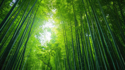 green bamboo forest