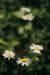 daisies in a garden