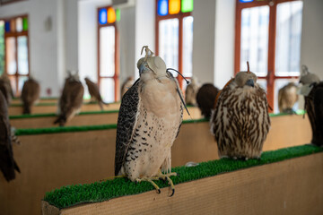 Falcon Training at Souq Waqif in Doha, Qatar