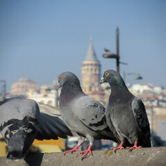 Pigeons perched with Galata Tower and urban cityscape in the background