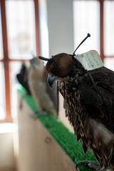 Falcon Training at Souq Waqif in Doha, Qatar