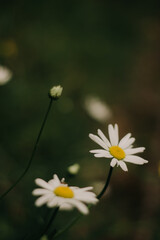 white daisy flower