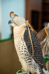 Falcon Training at Souq Waqif in Doha, Qatar