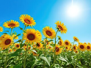 Field of vibrant yellow sunflowers reaching towards the sun on a clear blue sky, sky, blooming