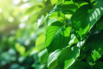Fototapeta premium Lush Green Leaves with Natural Light Background