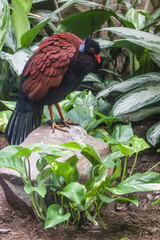 Bronzenacken-Fasantaube (Otidiphaps nobilis nobilis)