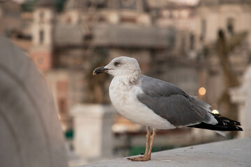 a sea gull in Rome observing the eternal city, sitting on the wall by the monument from Vittorio Emanuele 