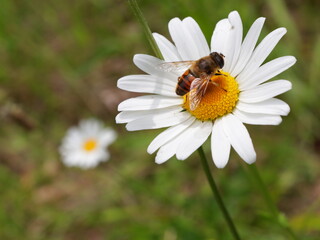 Bee collecting honey on a daisy flower