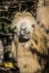 Fototapeta premium Trampeltier (Camelus ferus) - Portrait