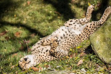 Gepard (Acinonyx jubatus) räkelt sich in der Sonne © etfoto
