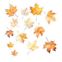 Fototapeta premium A Collection of Falling Autumn Maple Leaves in Warm Hues