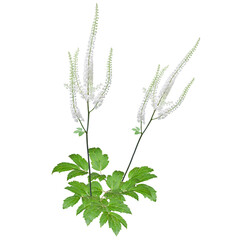 Actaea racemosa | the black cohosh | native North American Woodland Wildflower Isolated on White Background
