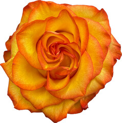 yellow orange rose isolated png cutout