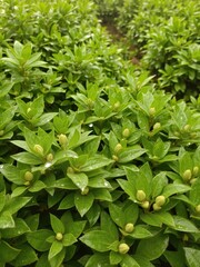 Obraz premium Lush green tea buds and leaves glistening with morning dew in a picturesque plantation setting, dew, green tea