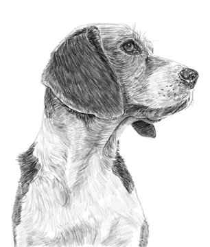 Sketch great dane dog ,generative AI