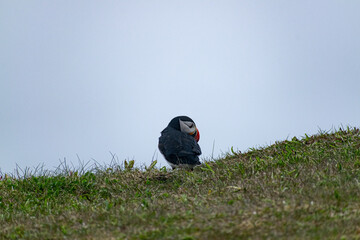 A cold puffin perched on the Bonavista Peninsula at Elliston Puffin Viewing Point, braving the...