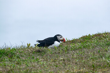 A hungry puffin on the Bonavista Peninsula, likely searching for food, captures a moment of this seabird’s natural behavior against the stunning coastal backdrop of Elliston’s Puffin Viewing Point.