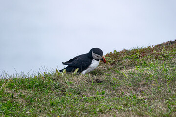 A puffin looking down at its surroundings from the rugged cliffs of the Bonavista Peninsula, captured in its natural coastal habitat at the Elliston Puffin Viewing Point.