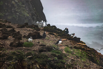A puffin colony at Elliston on the Bonavista Peninsula, where numerous puffins nest along the rugged coastline, offering a picturesque view of wildlife in their natural environment.