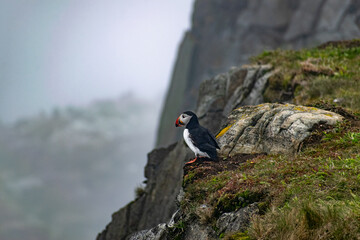 A puffin standing on the edge of a cliff at the Elliston Puffin Viewing Point on the Bonavista Peninsula, overlooking the rugged coastline and ocean below.