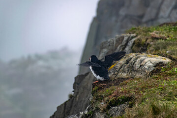 A puffin standing on the edge of a cliff at the Elliston Puffin Viewing Point, poised to take off, ready to soar into the air over the rugged coastal landscape.