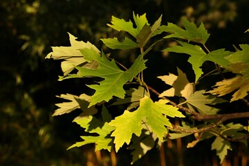 Green and yellowing autumn leaves of Silver maple tree, also called Silverleaf maple or Creek...