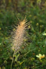Feathery seedheads of feather grass plant, latin name Cenchrus Longisteus, sunlit by autumn afternoon sunshine, green lawn in background. 