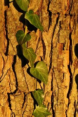 Climbing evergreen plant English Ivy, also called Common Ivy, latin name Hedera Helix, with leaves...