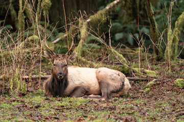 Majestic Vancouver Island Roosevelt Elk captured in their natural habitat, showcasing the beauty and grace of British Columbia's wildlife