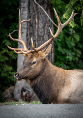 Majestic Vancouver Island Roosevelt Elk captured in their natural habitat, showcasing the beauty and grace of British Columbia's wildlife