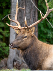 Majestic Vancouver Island Roosevelt Elk captured in their natural habitat, showcasing the beauty and grace of British Columbia's wildlife