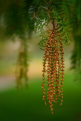 Hanging flowers of the dwan redwood tree Metasequoia Glyptostroboides, which is originally native to East Asia. Here in November in Hanover, Lower Saxony, Germany.