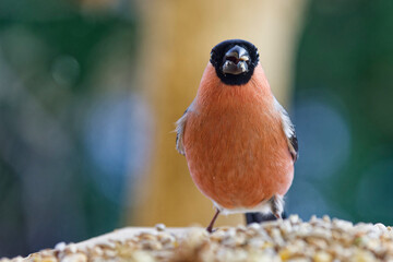 Bullfinch eating seeds.