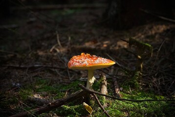 fly mushroom