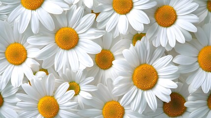 Fototapeta premium White Daisy Carpet Top-Down View