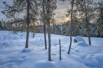 Winter sunset on pine trees on a hilltop in Hidden Lake Territorial Park, Northwest Territories, Canada