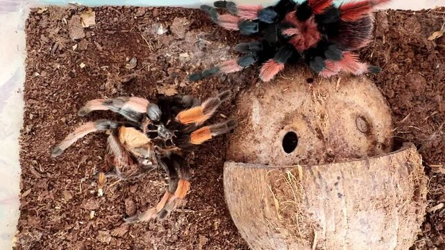 A large hairy spider with orange knees lives in a terrarium during molting. A Mexican red tarantula explores its environment near a coconut shell