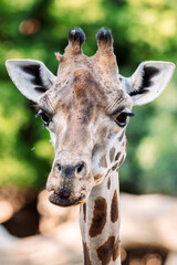 A giraffe with a brown patterned coat looking directly at the camera in an outdoor setting with greenery in the background