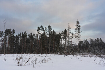 Winter forest in Kaberneeme, it's snowing. Nature of Estonia.