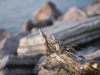 a large dead tree branch on the beach surrounded by blue ocean water, brown and gray rocks near the rocky