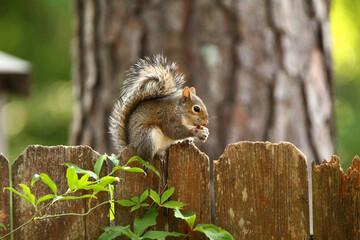 brown squirrel on a fence