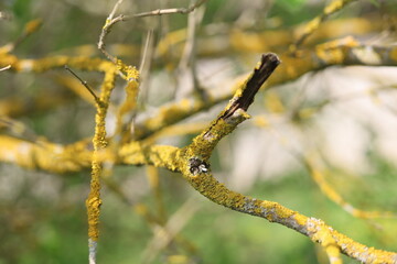 Textured surface. A tree branch covered with moss.