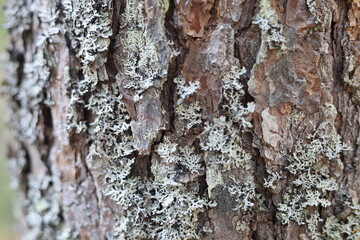 The texture of the surface of the bark of a tree covered with moss.