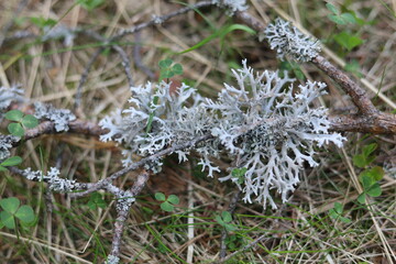 Reindeer moss in the forest.