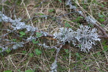 Reindeer moss in the forest.