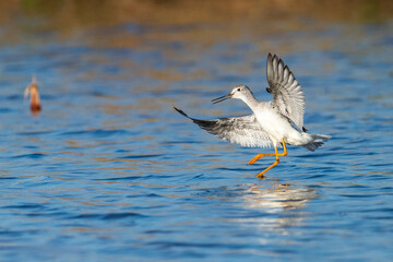 Greater Yellowlegs Landing