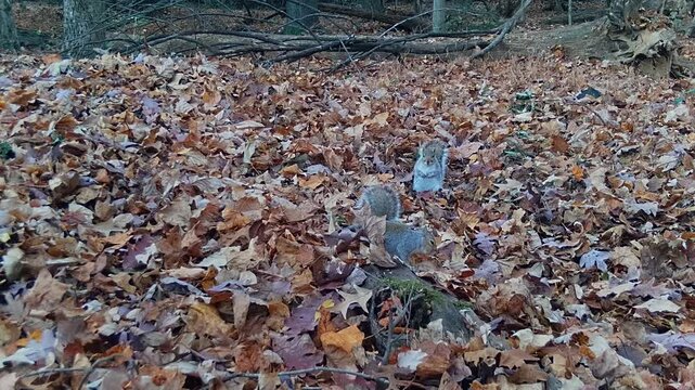 grey squirrels chased by red fox in forest