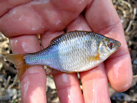 Amur bitterling (Rhodeus sericeus) is small fish of carp family on human palm